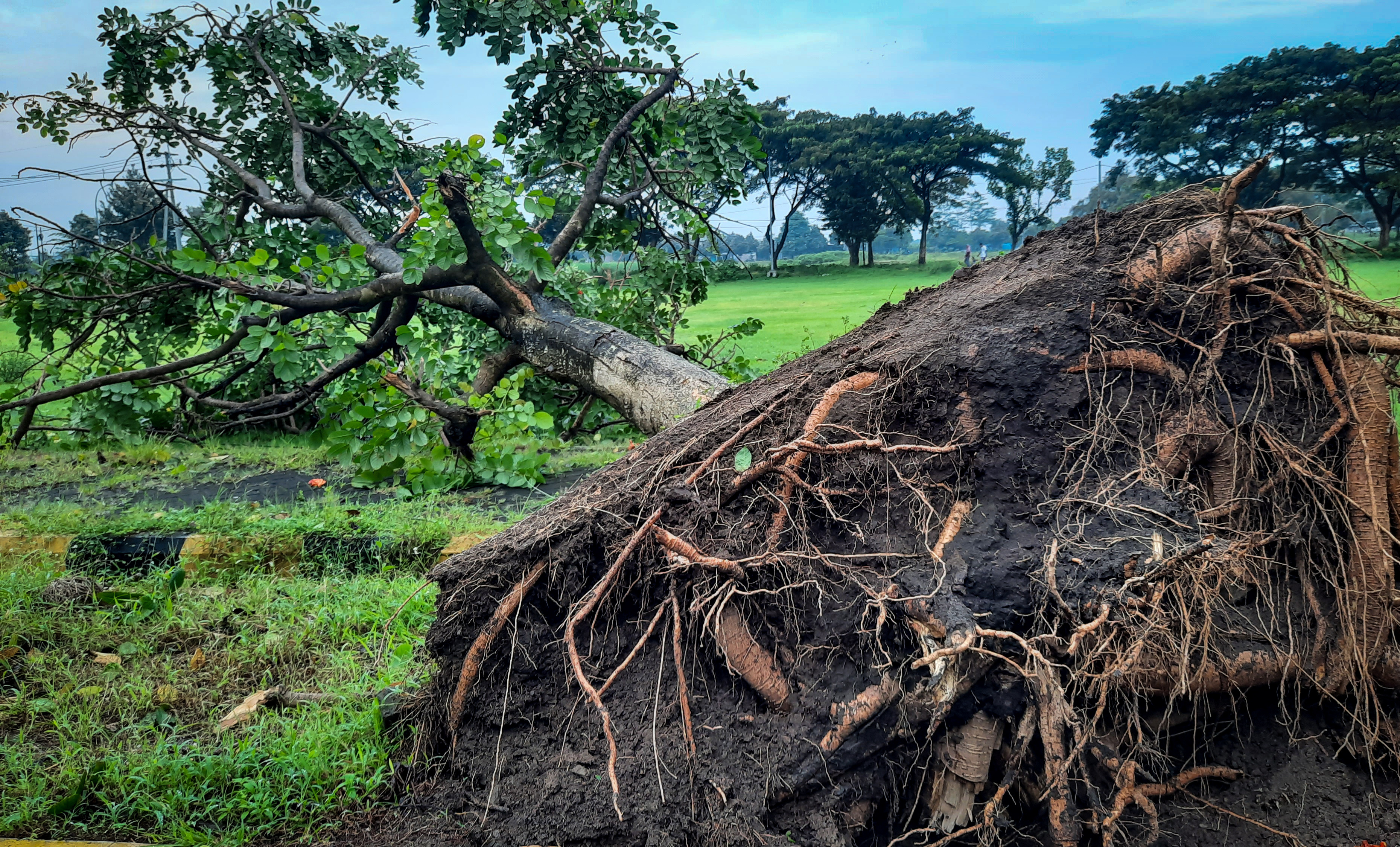 Windfallen Tree