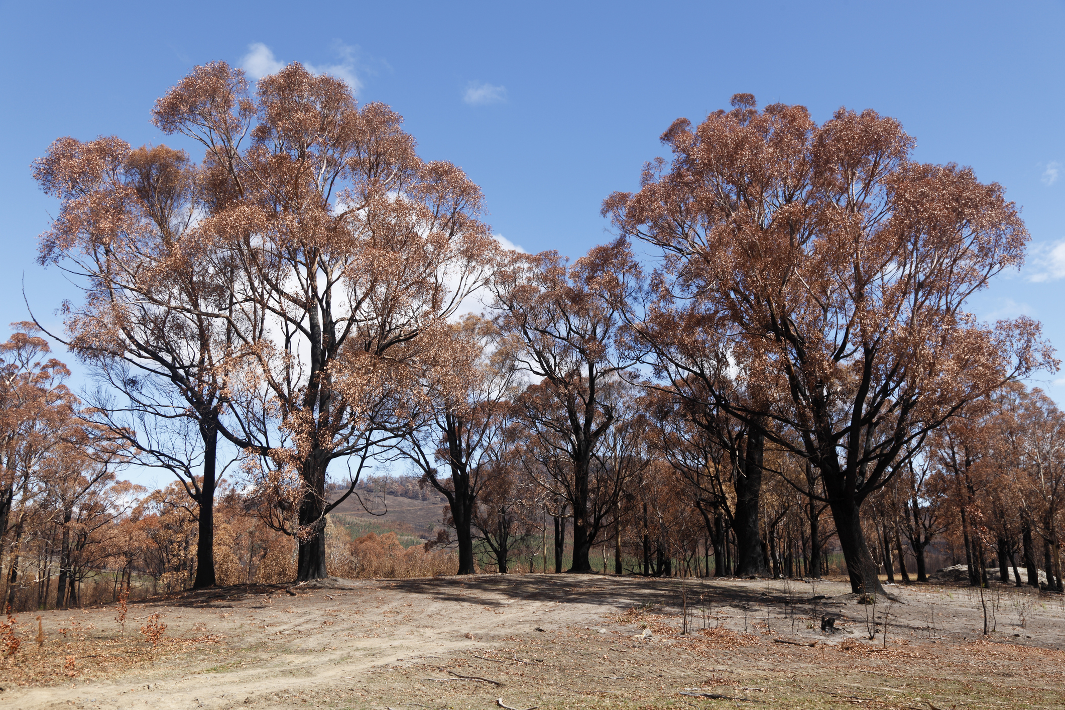 Burnt Forest Trees