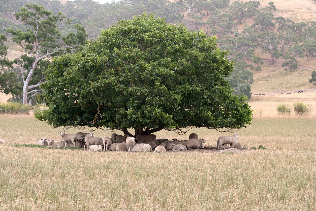 A flock of sheep sit under a tree in shade surrounded by dry grass.