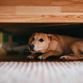 Scared Dog Hiding Under Bed