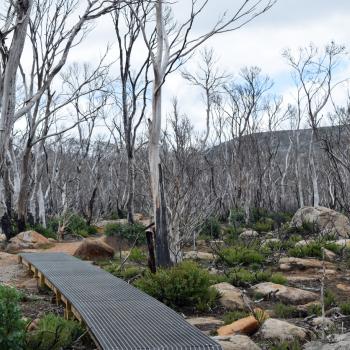 A walkway surrounded by large burned trees.