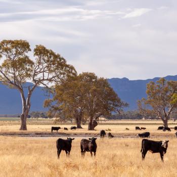 Cows standing in a dry grass field.