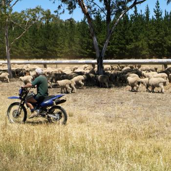 A farmer on a motorbike rounds up sheep in a dry paddock.