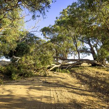 A tree lays fallen across the road.