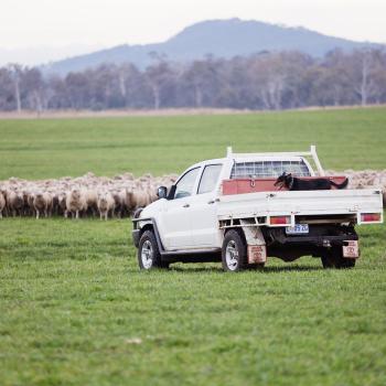 A ute with a working dog in the back head to round up sheep.