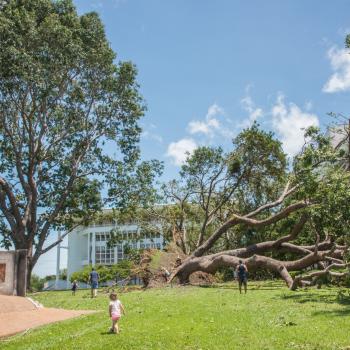 A large tree ripped from the ground laying across green grass.