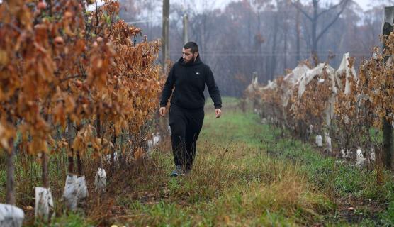 A photo of a man walking through an orchard