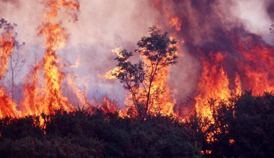 A photo of a bushfire in progress