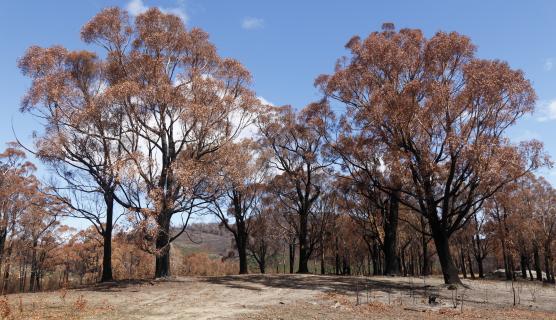 Burnt Forest Trees