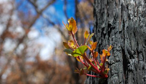 A leaf is regrowing from a burned black tree trunk.