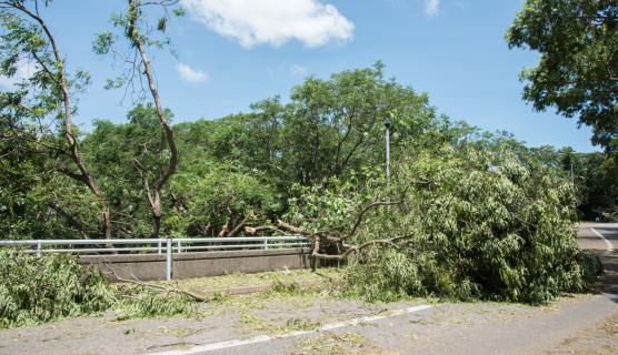 A fallen tree over a road.