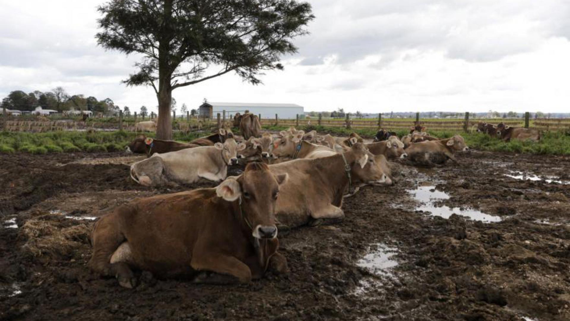 Image of dairy cows laying in a muddy paddock.