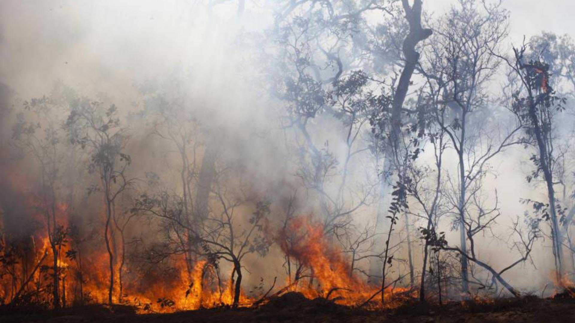 Image of burning trees in Australia.