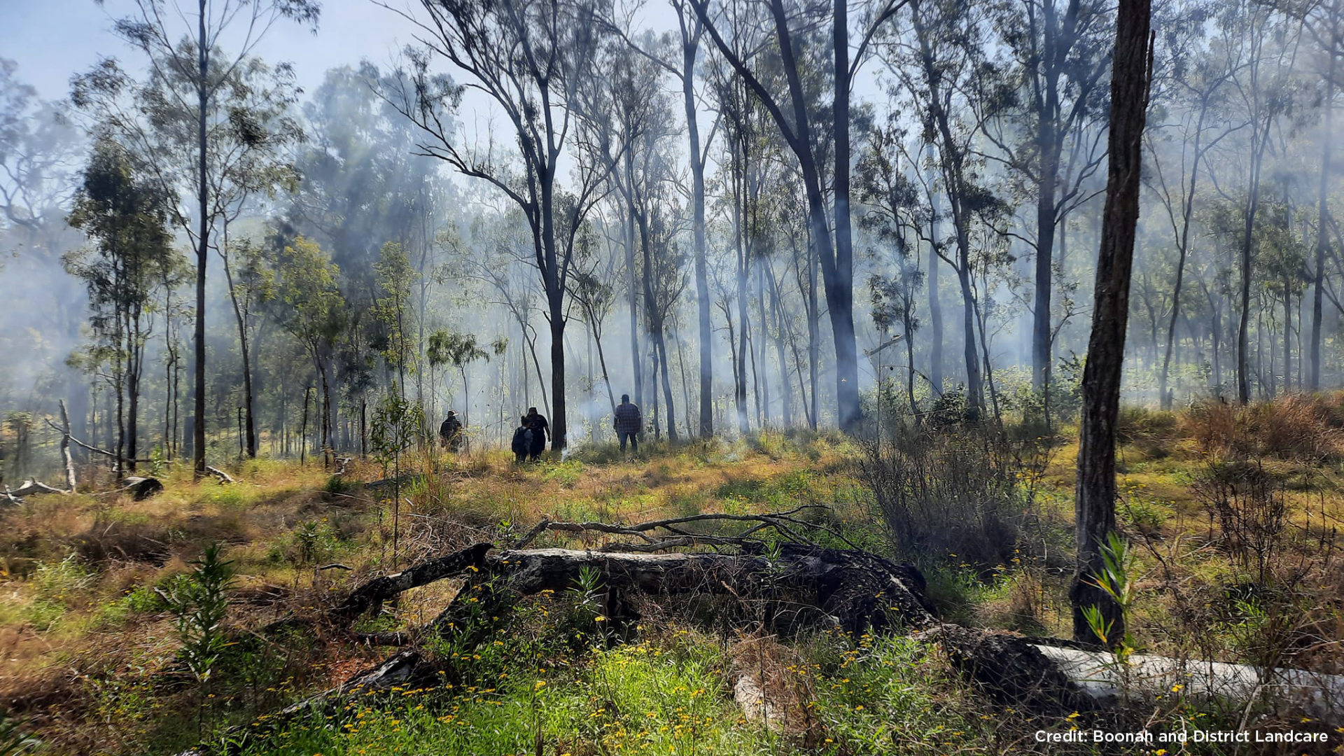 Image of a group of people conducting cultural burning in Australian bushland during a workshop in Queensland's Scenic Rim. 
