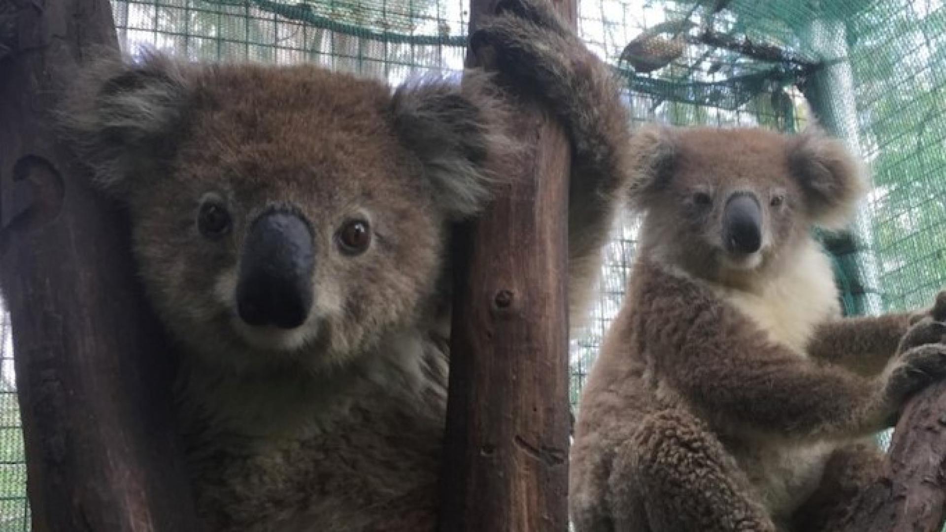 Image of Kurra and Marine, two koalas which survived the impact of the 2019-20 'Black Summer' bushfires.