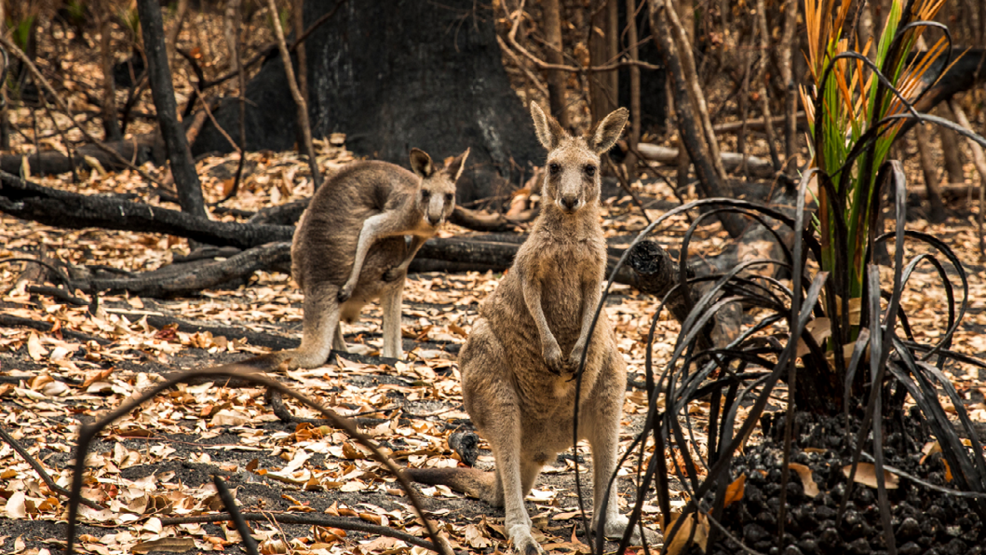 Kangaroos in a bushfire