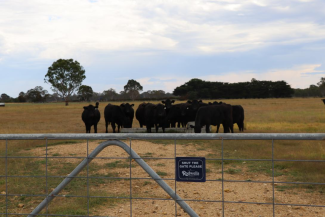 A photo of a gated paddock with herded cows.