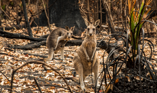 Funding supports Australian wildlife bushfire recovery and preparation