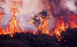 A photo of a bushfire in progress