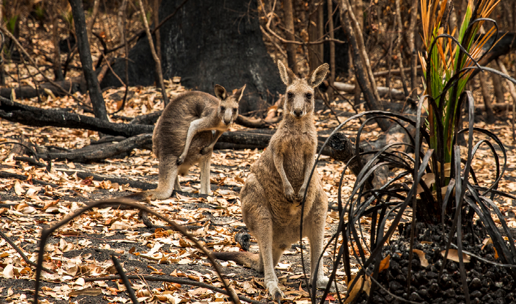 Kangaroos in a bushfire