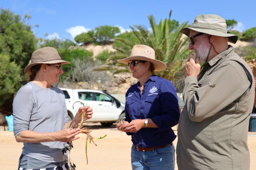 Three people stand outside on a sunny day on sand wearing sun protection having a conversation. A white car is in the background. One person on the left side of the image holds dry sea grass. One person in the middle wears a branded shirt featuring the crest of the Australian Government and National Emergency Management Agency branding and another stands to their right with their hand on their beard.