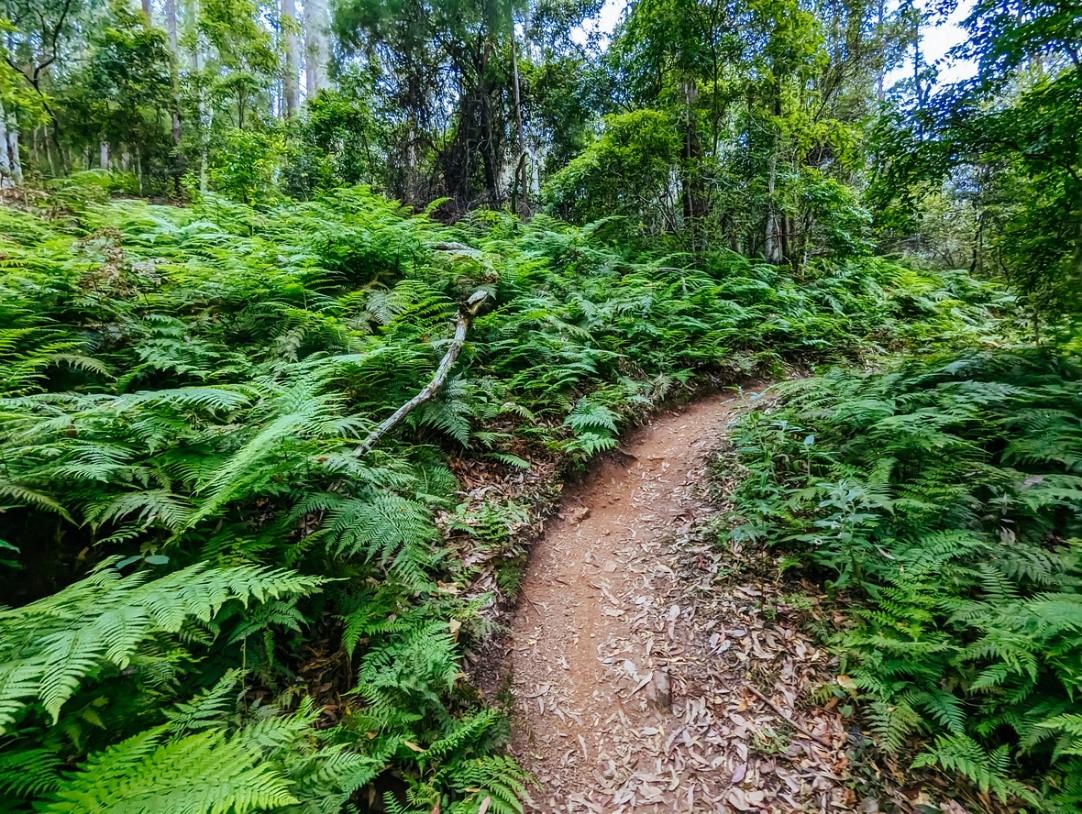 A mountain bike trail surrounded by lush green vegetation. 